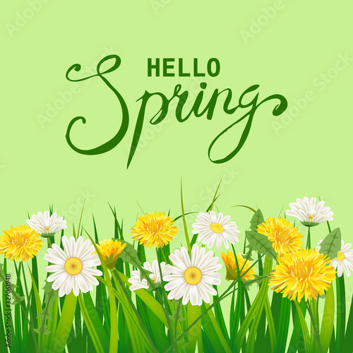 Hello Spring lettering template background with flowers dandelions and daisies, chamomiles, grass