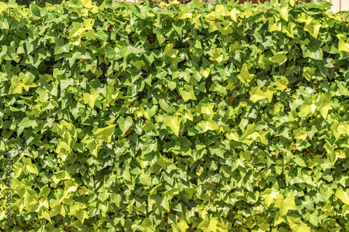 Vegetable green background, hedge, ivy leaves texture