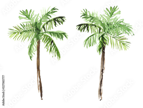 Watercolor hand drawn rainforest tropical palms botanical illustration isolated on white background