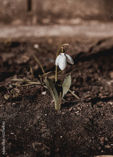 Beautiful and fragile spring single isolated snowdrop on black earth