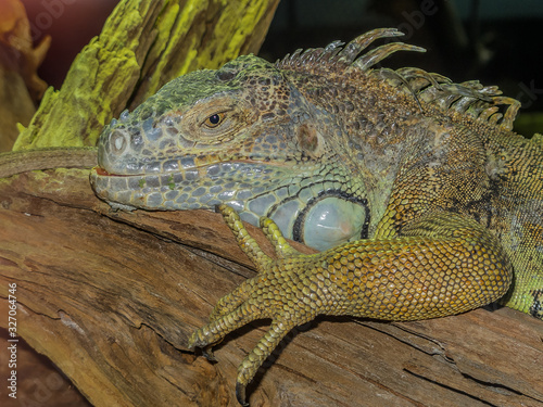 Fototapeta Naklejka Na Ścianę i Meble -  large scaly iguana lies on a tree with open eyes