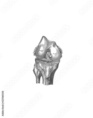 Cruciate ligaments in the old book the Anatomie of a Human, by M.P. Vishnevskiy, 1890, Moscow photo