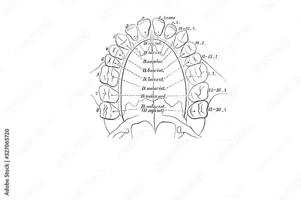 Permanent dentition in the old book the Anatomie of a Human, by M.P. Vishnevskiy, 1890, Moscow Permanent dentition in the old book the Anatomie of a Human, by M.P. Vishnevskiy, 1890, Moscow