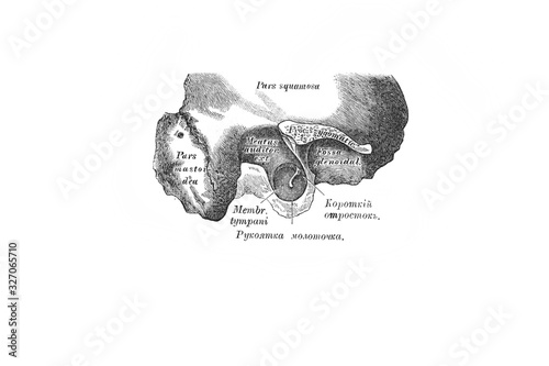 Eardrum in the old book the Anatomie of a Human, by M.P. Vishnevskiy, 1890, Moscow photo