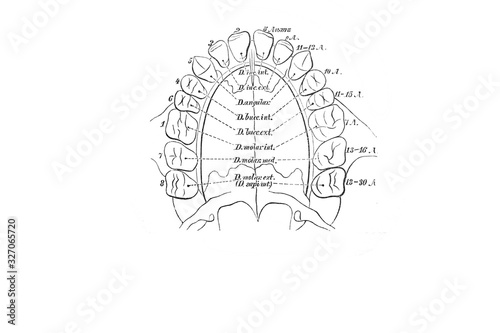 Permanent dentition in the old book the Anatomie of a Human, by M.P. Vishnevskiy, 1890, Moscow photo