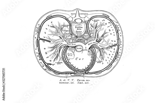 The scheme of the imposition of the chest viscera and the course of the pleura in the old book the Anatomie of a Human, by M.P. Vishnevskiy, 1890, Moscow photo