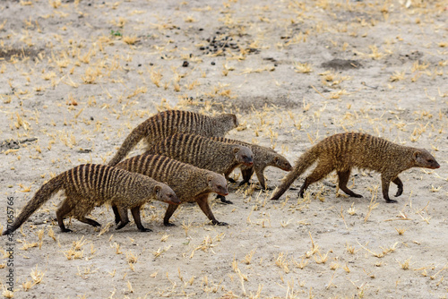 Group of Dwarf Mongoose  Mungos mungo  in the Tarangire National Park