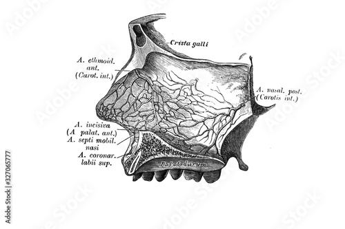 Septal artery in the old book the Anatomie of a Human, by M.P. Vishnevskiy, 1890, Moscow photo