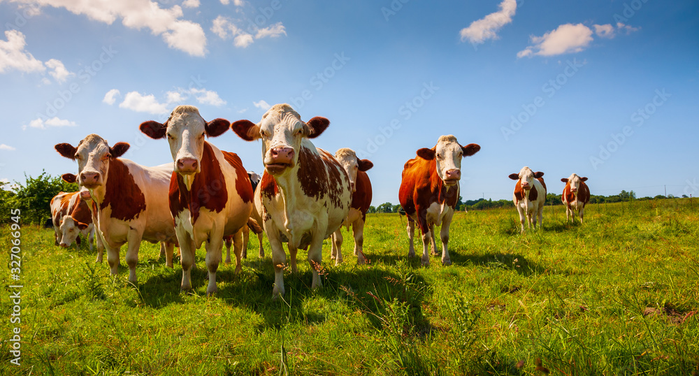 Red cows in the pasture Red cows in the pasture