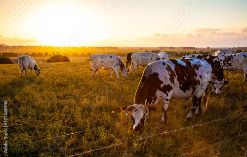 cows on evening pasture