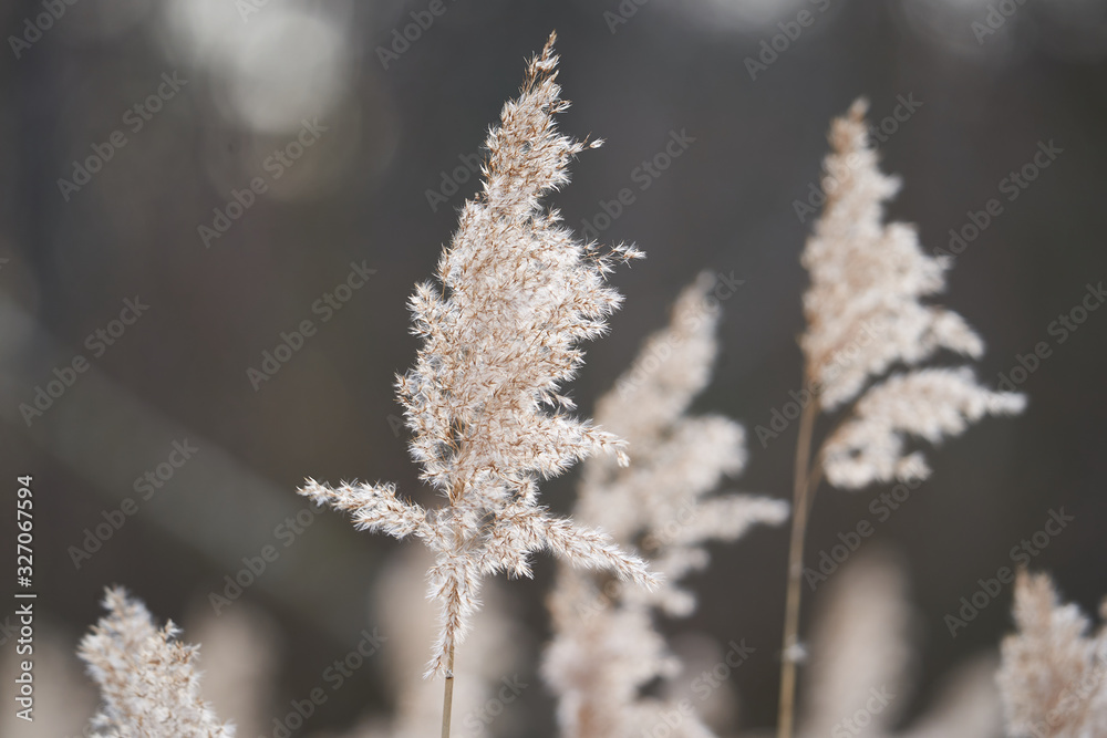 Dry seed heads of common reed grass, Phragmites australis, large perennial grass found in wetlands throughout temperate and tropical regions of the world, growing on the bank of lake in Czech republic