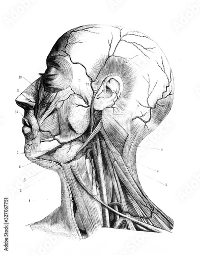 External carotid artery and its branches in the old book D'Anatomie Chirurgicale, by B. Anger, 1869, Paris photo