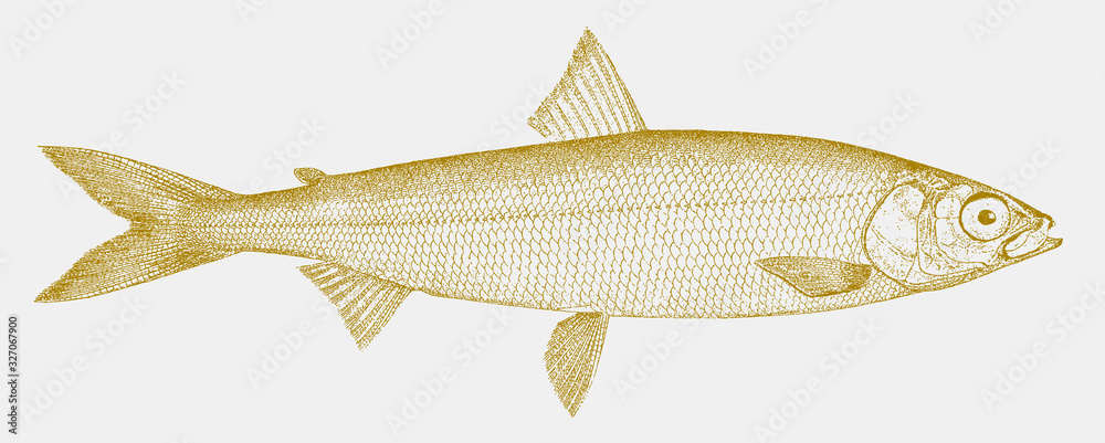 Cisco, coregonus artedi, a fish from north america in side view Stock  Vector