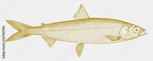 Cisco, coregonus artedi, a fish from north america in side view