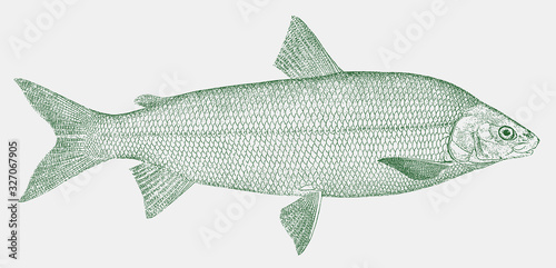 Lake whitefish, coregonus clupeaformis, a valuable food fish from North America in side view photo