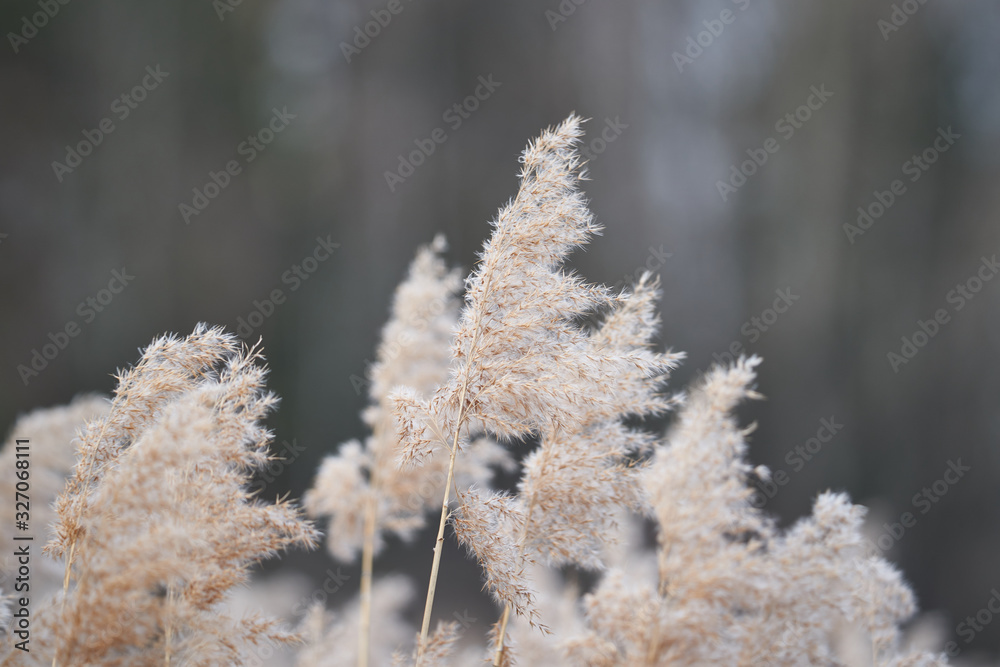 Dry seed heads of common reed grass, Phragmites australis, large perennial grass found in wetlands throughout temperate and tropical regions of the world, growing on the bank of lake in Czech republic Dry seed heads of common reed grass, Phragmites australis, large perennial grass found in wetlands throughout temperate and tropical regions of the world, growing on the bank of lake in Czech republic