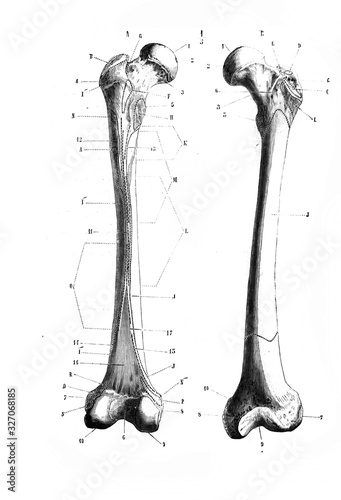 Left side femur in the old book D'Anatomie Chirurgicale, by B. Anger, 1869, Paris photo