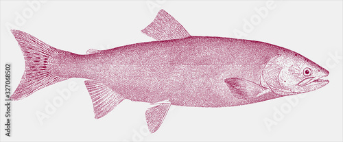 Pink humpback salmon oncorhynchus gorbuscha, marine fish from the Pacific Ocean in side view