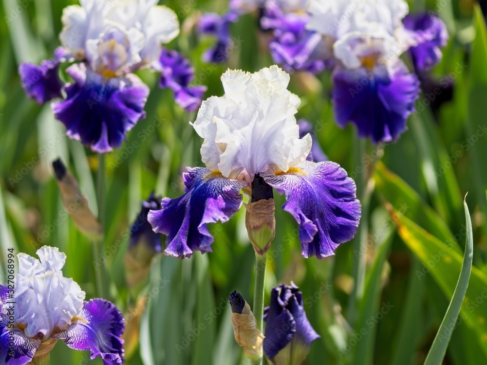 Multi-colored irises Multi-colored irises