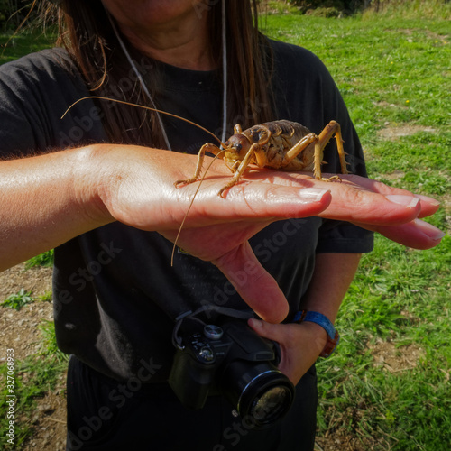 Cook Strait giant weta on a hand for scale. photo