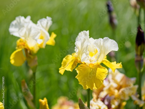 Multi-colored irises