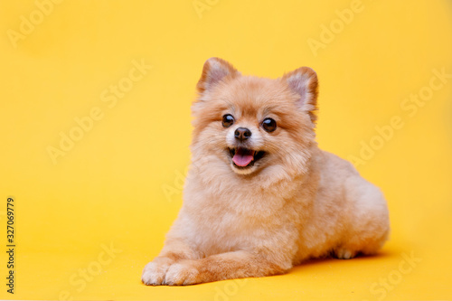 Portraite of cute fluffy puppy of pomeranian spitz. Little smiling dog lying on bright trendy yellow background. Free space for text. photo