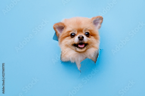 Canvas Print Portraite of cute fluffy puppy of pomeranian spitz climbs out of hole in colored background