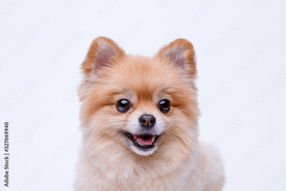 Portraite of cute fluffy puppy of pomeranian spitz. Little smiling dog on white background. Free space for text. Portraite of cute fluffy puppy of pomeranian spitz. Little smiling dog on white background. Free space for text.