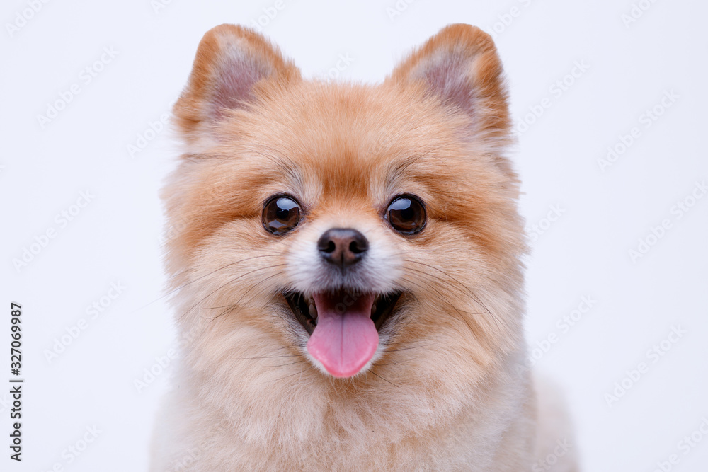 Portraite of cute fluffy puppy of pomeranian spitz. Little smiling dog on white background. Free space for text. Portraite of cute fluffy puppy of pomeranian spitz. Little smiling dog on white background. Free space for text.