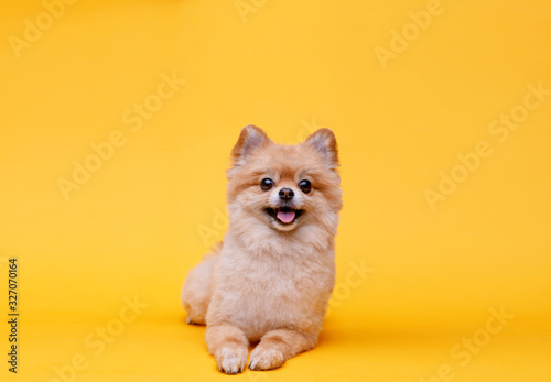 Portraite of cute fluffy puppy of pomeranian spitz. Little smiling dog lying on bright trendy yellow background. Free space for text.