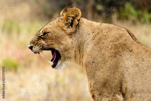 Yawning lioness (Panthera leo) in the Tarangire National Park