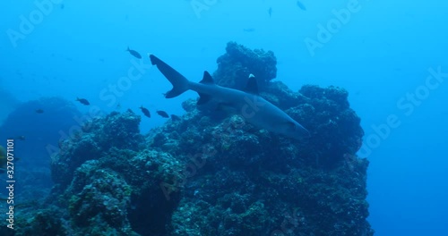 Wallpaper Mural White tipped reef sharks at roca partida, revillagigedo, Mexico. Torontodigital.ca
