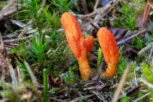 colorful wild Cordyceps militaris mushroom close-up view photo