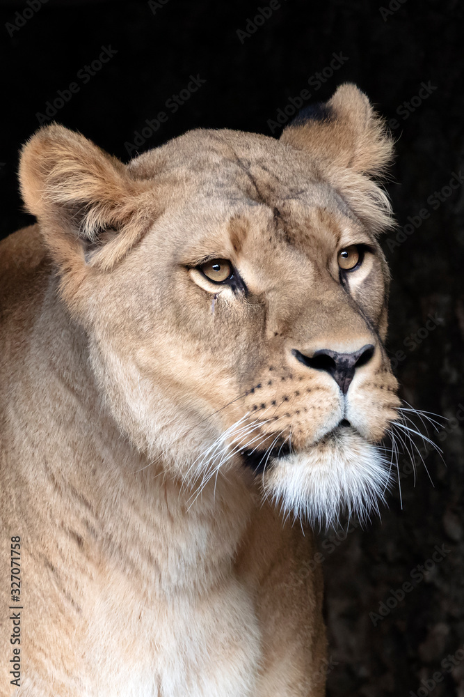 close-up view of beautiful lioness in natural habitat close-up view of beautiful lioness in natural habitat