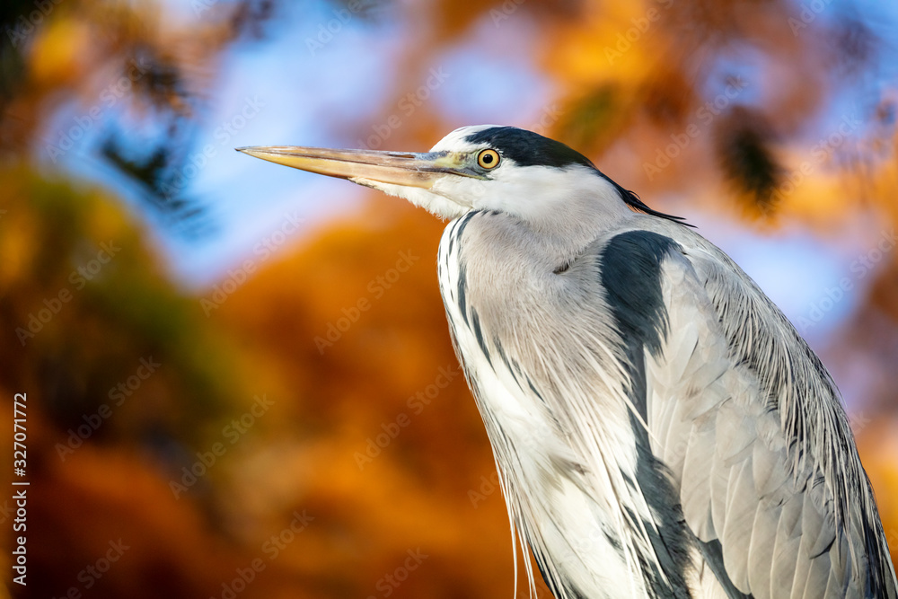 Grey heron bird in natural habitat Grey heron bird in natural habitat