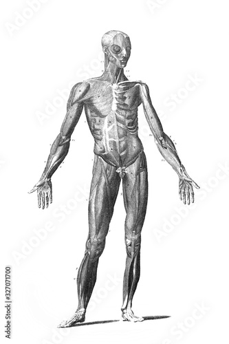 Muscles of the body in the old book The Encyclopaedia Britannica, vol. 1, by C. Blake, 1875, Edinburgh