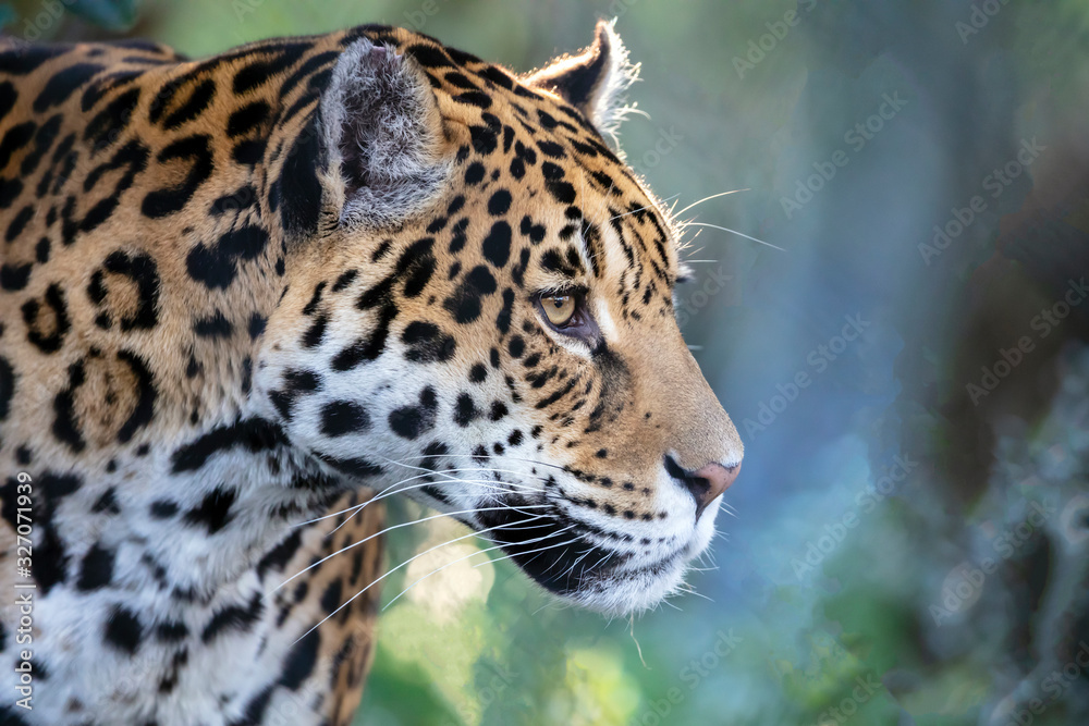 Obraz premium Closeup portrait of Jaguar on blurred background