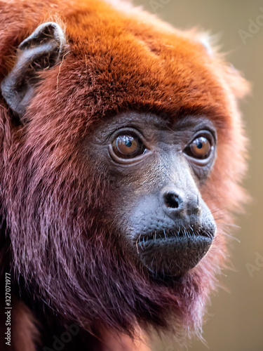 Photography Red howler monkey close-up view