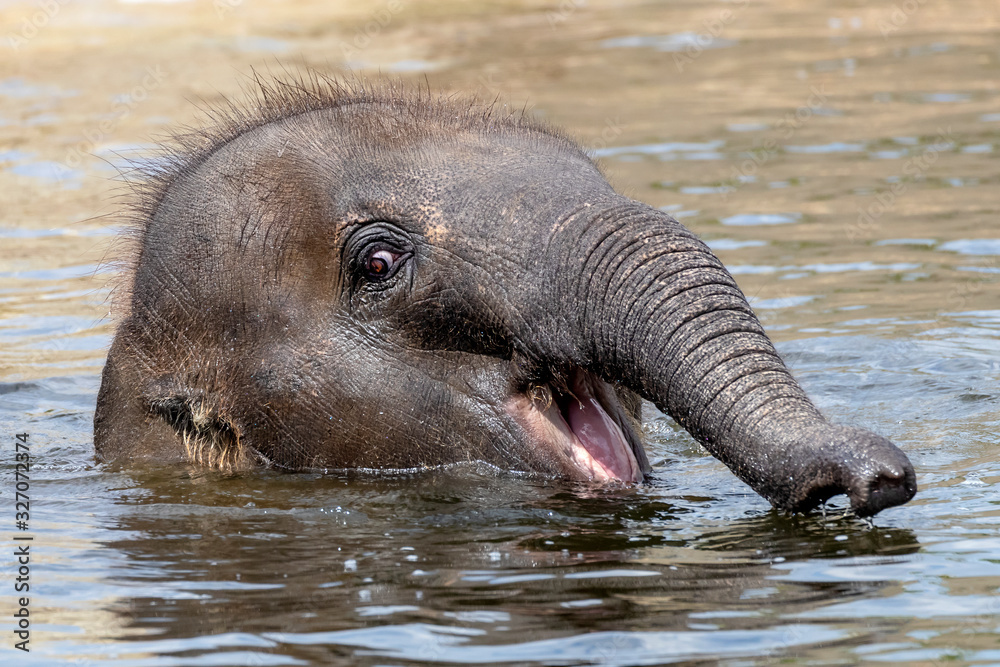 Young Indian Elephant in the water Stock Photo | Adobe Stock