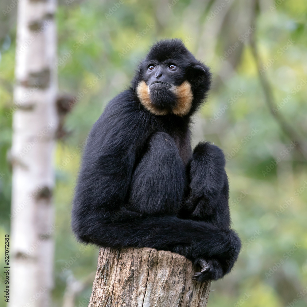 close image of a Yellow Cheeked Gibbon monkey mother with baby in the forest close image of a Yellow Cheeked Gibbon monkey mother with baby in the forest