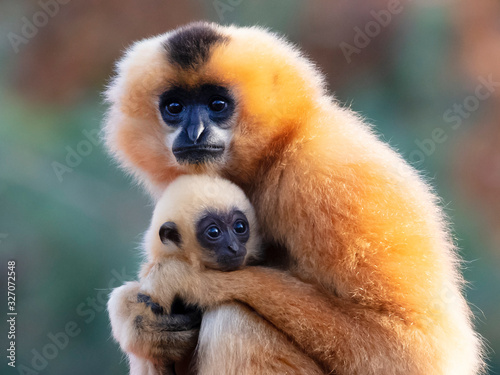 Two Yellow-cheeked Gibbon monkeys in the reserve