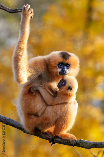 Two Yellow-cheeked Gibbon monkeys in the reserve