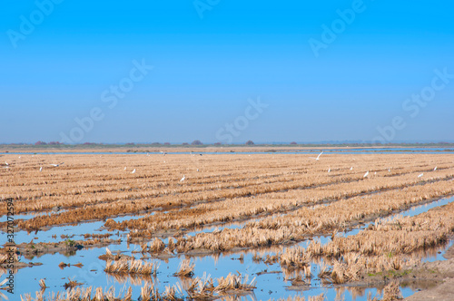 Light brown rice fields after the harvesting. Blue water, dry grass and blue sky without clouds. Isla Mayor, Seville, Spain