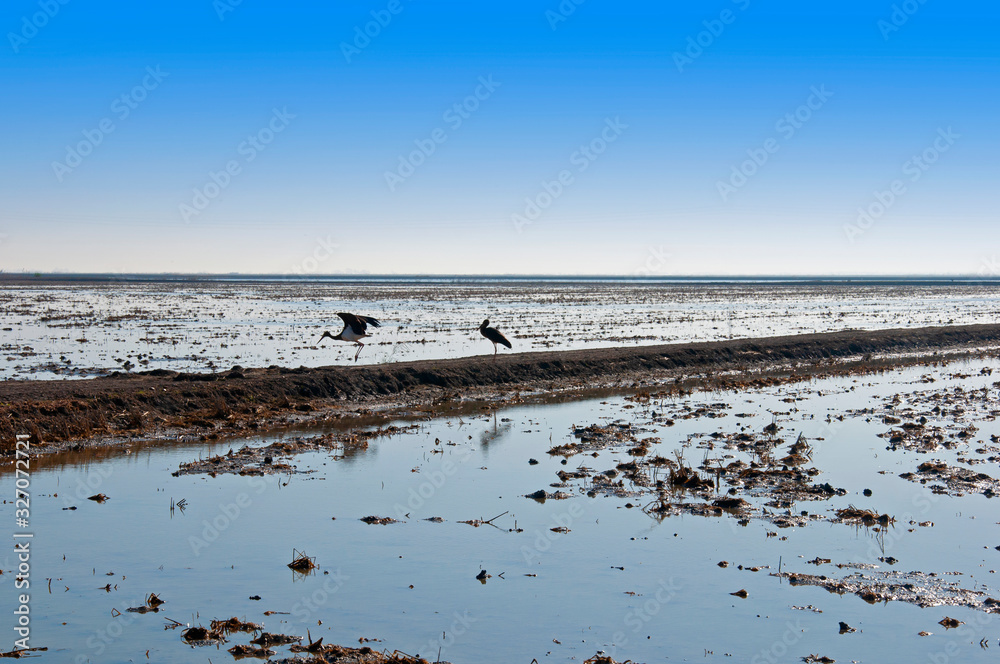 Two storks in the dirt strip between rice fields. Wide blue sky. Isla Mayor, Spain Two storks in the dirt strip between rice fields. Wide blue sky. Isla Mayor, Spain