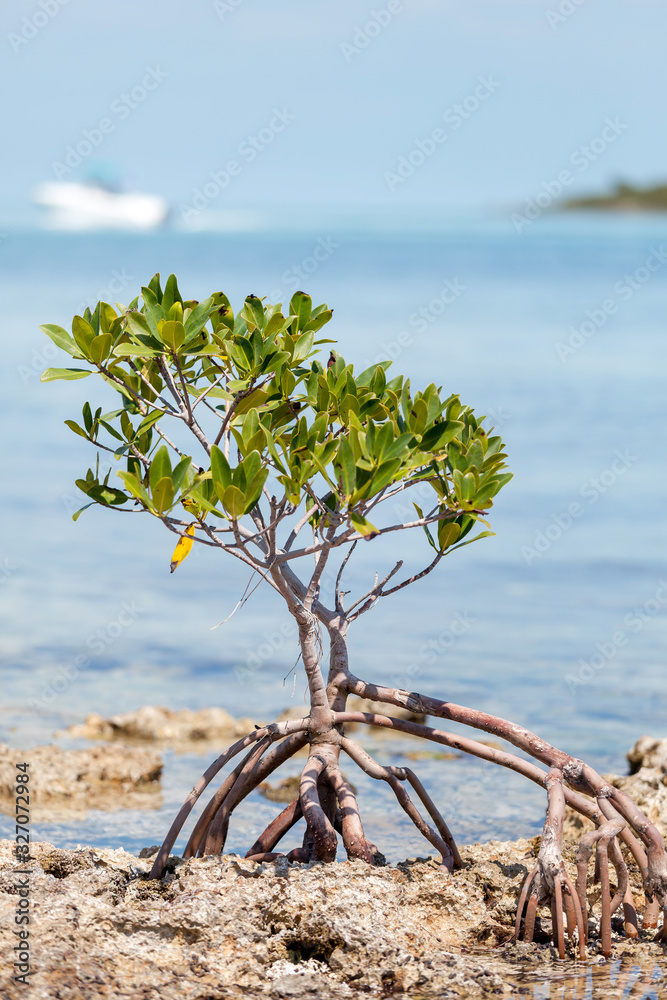 Close up on mangrove tree in Florida keys, complex ecosystem