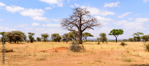 African Baobab tree .(Adansonia digitata) in the the bushy savanna of the Tarangire National Park