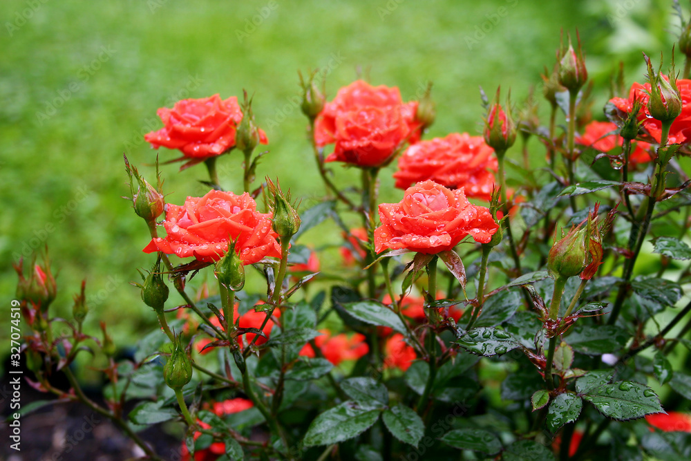 Rose. The bush of the red roses on the green lawn background after rain
