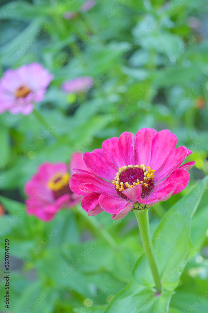 Beautiful Zinnia flowers in the garden. Beautiful Zinnia flowers in the garden.