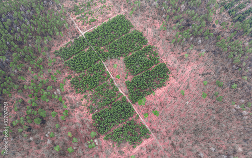 Фотография Restoration of the forest on the slope after felling.