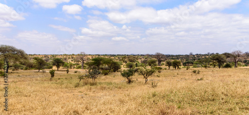 Bushy savannah landscape in the Tarangire National Park